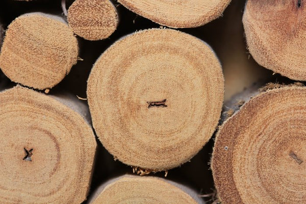 header-holzstaemme-papierherstellung